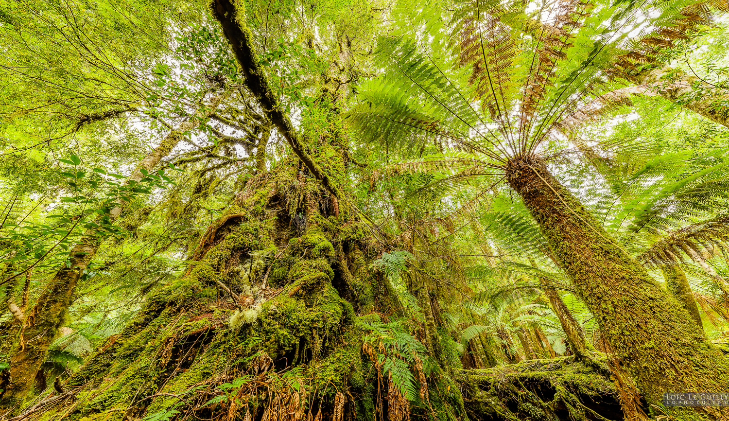 photograph of Rainforest family, Tarkine